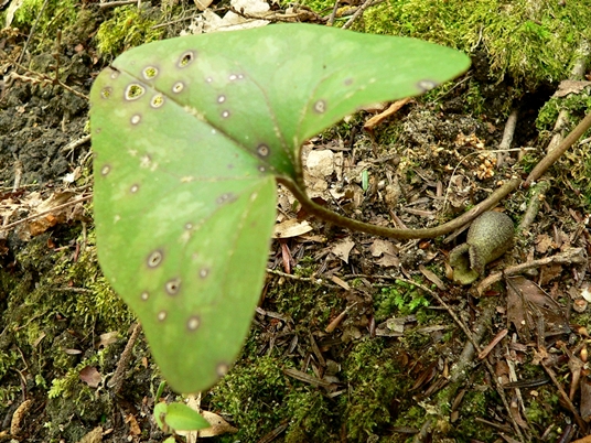 {Hexastylis arifolia}